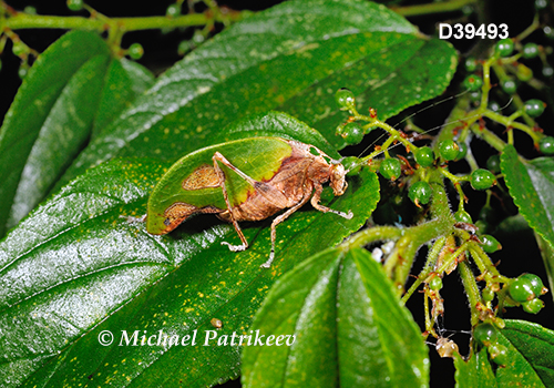 Deadleaf Katydid (Pycnopalpa bicordata)